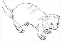 Ferret facing right